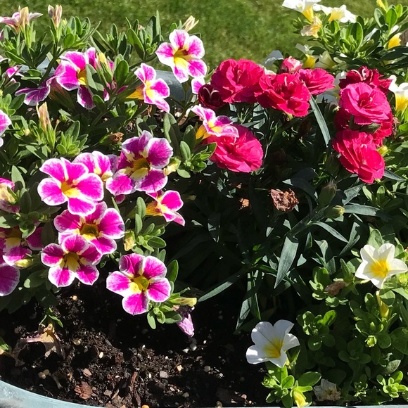 Meet your Posher, Maria - Picture 2 of 2